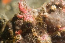 Close up of frogfish. Taken with canon 10d with 100mm len... by Jaime Wallace 